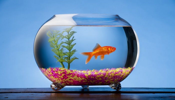 peluang bisnis ikan hias