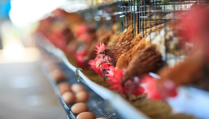 usaha ayam petelur yang mudah