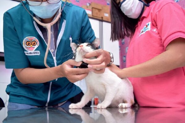 bisnis pet shop