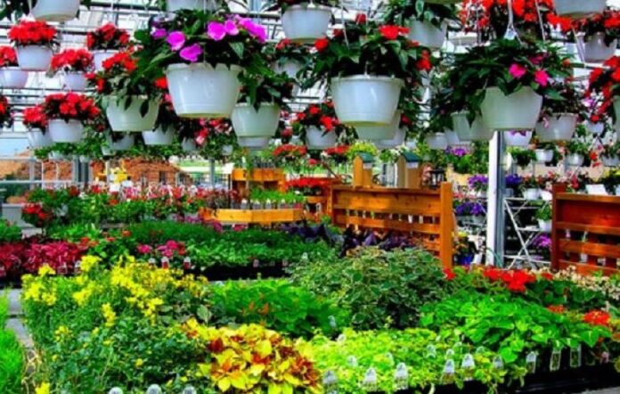 Cara Sukses Membuka Bisnis Tanaman Hias di Tahun 2024 Persiapan Modal