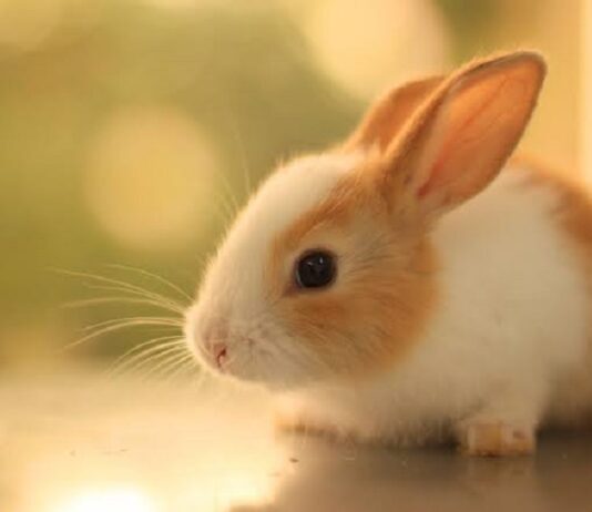 Aneka Usaha Kecil Tabloid Peluang Usaha