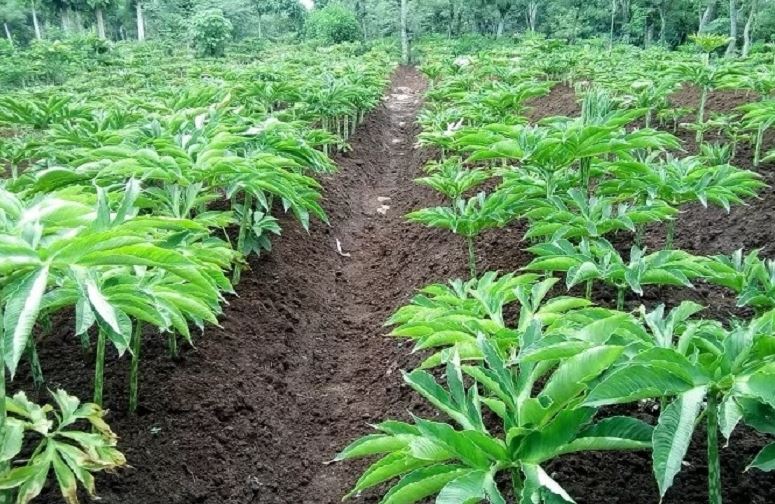 prospek bisnis porang