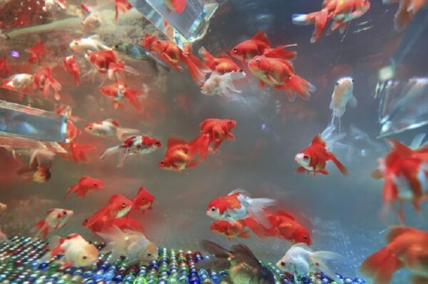 usaha ikan hias modal kecil