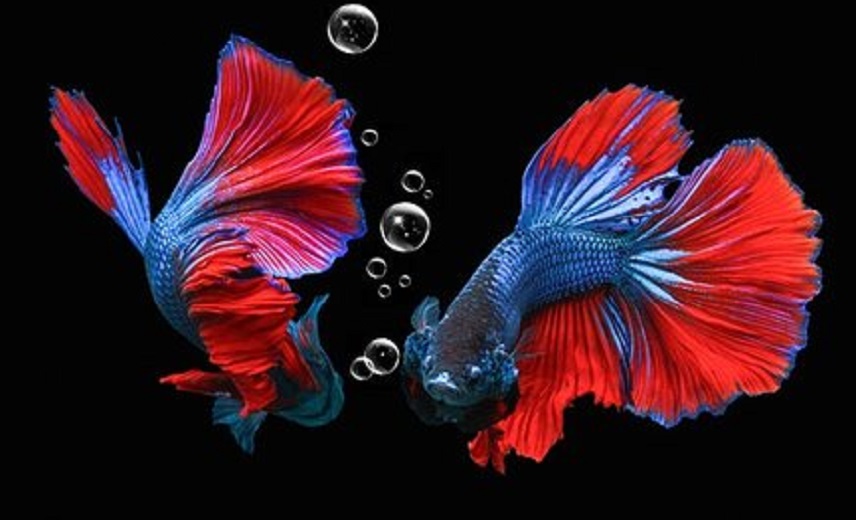 usaha ikan hias modal kecil